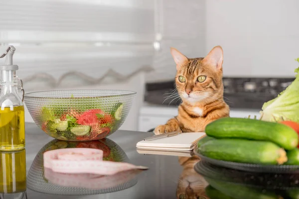 Funny cat, fresh vegetables, salad dish and measuring tape. Healthy food concept.