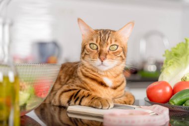 Bengal cat close-up with a notepad, vegetables and a centimeter tape. Selective focus.