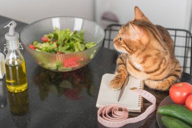 Top view of a cat making a healthy eating plan. Slimming.