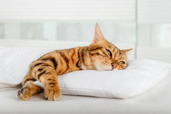 Γάτα Της Βεγγάλης Κοιμάται Ένα Μαξιλάρι Στην Κρεβατοκάμαρα — Φωτογραφία Αρχείου