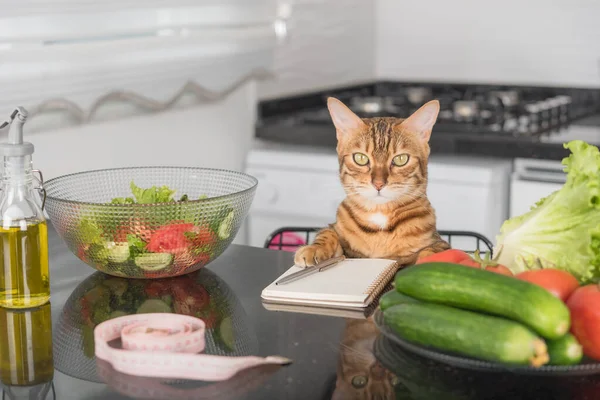 Funny cat, fresh vegetables, salad dish and measuring tape. Healthy food concept.