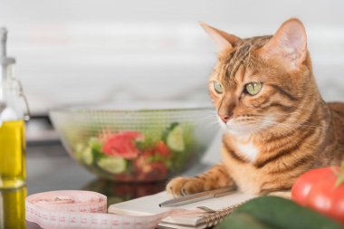 Bengal cat close-up with a notepad, vegetables and a centimeter tape. Selective focus.