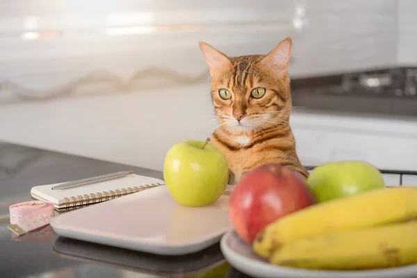 孟加拉猫在厨房秤上有一个苹果那么重 控制体重的卡路里计数 — 图库照片