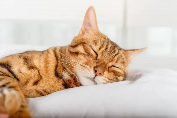 Bengala Gato Doméstico Duerme Una Almohada Dormitorio — Foto de Stock