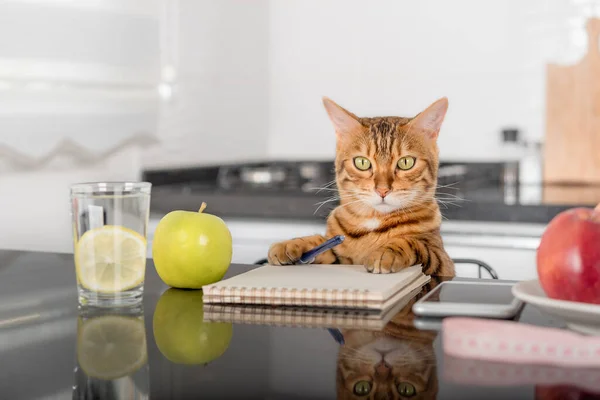 Domestic cat, green apple and scales for measuring weight with food. Healthy food.