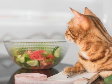 Bengal cat close-up with a notepad, vegetables and a centimeter tape. Selective focus.