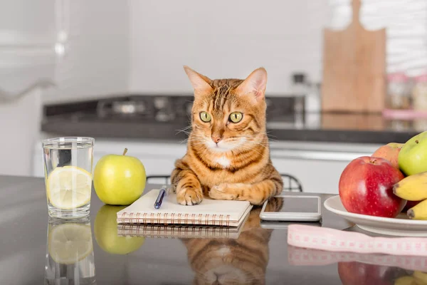 Domestic Cat Green Apple Scales Measuring Weight Food Healthy Food — Stok fotoğraf