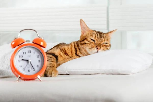 Egy Gyönyörű Vörös Macska Pihen Egy Párnán Alvó Bengáli Macska — Stock Fotó