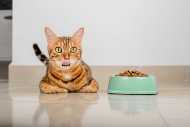 Dolu bir kase kuru yiyecek ve yerde yalakalık yapan bir kedi..