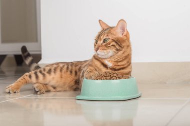 Bir kase kuru yemeğin yanında tatmin olmuş bir Bengal kedisi. Hayvan besleme.