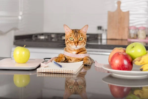 Domestic cat, green apple and scales for measuring weight with food. Healthy food.