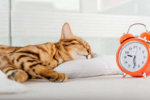 Adorable ginger cat sleeps and smiles, lying comfortably and blissfully in bed against the background of an alarm clock.