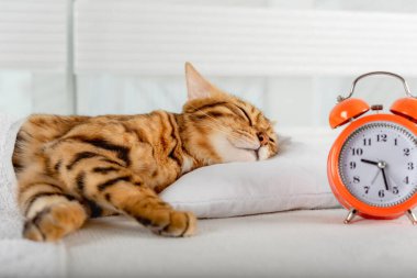A beautiful red cat is resting on a pillow. Sleeping Bengal cat.