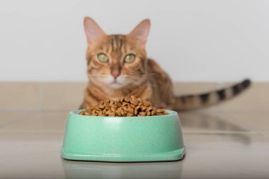 Yerde bir kase kuru kedi maması var. Seçici odak.