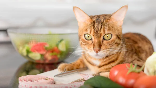 Bengal Cat Close Notepad Vegetables Centimeter Tape Selective Focus — Stock Photo, Image