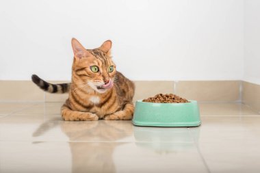 Dolu bir kase kuru yiyecek ve yerde yalakalık yapan bir kedi..
