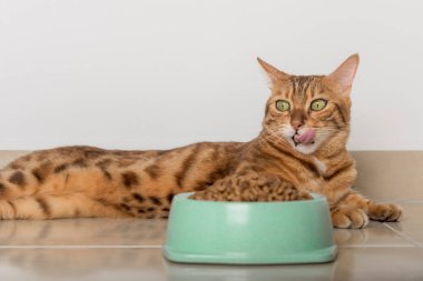 Yerde bir kase kuru kedi maması var. Seçici odak.