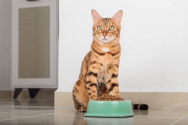 Bir kase kuru yemeğin yanında tatmin olmuş bir Bengal kedisi. Hayvan besleme.