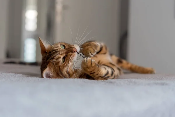 Bengal Domestic Cat Bed Bites Toy — 스톡 사진