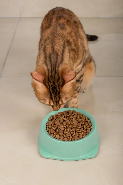 Домашняя Кошка Смотрит Миску Сухой Пищи Вертикальный Выстрел — стоковое фото