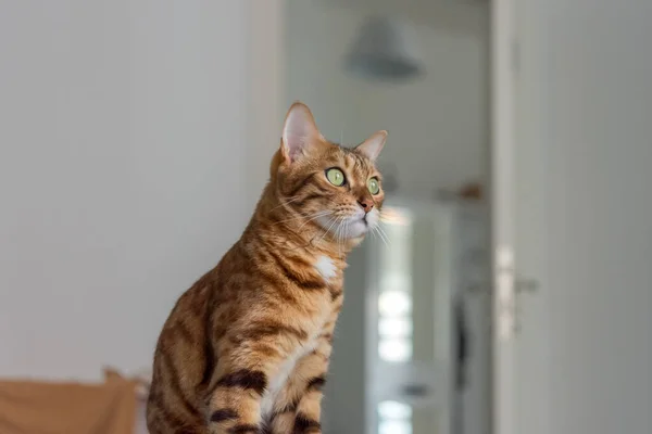 Portrait Bengal Cat Background Room Side View — Stockfoto