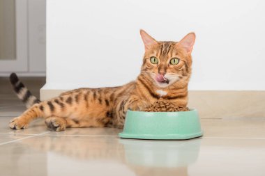Dolu bir kase kuru yiyecek ve yerde yalakalık yapan bir kedi..