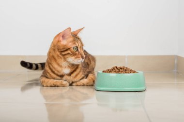 Tatmin olmuş Bengal kedisi, bir kase kuru yemeğin yanında..