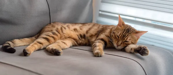 Domestic Bengal Cat Sleeps Gray Sofa — ストック写真