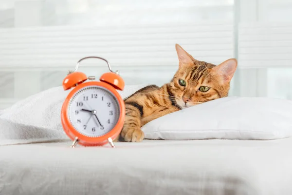The cat sleeps on the bed and wakes up with an alarm clock. Healthy sleep concept.