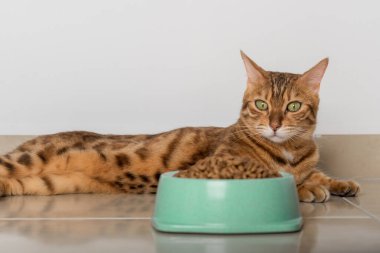 Yerde bir kase kuru kedi maması var. Seçici odak.