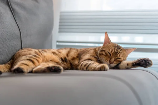 Domestic Bengal Cat Sleeps Gray Sofa — Stock Photo, Image