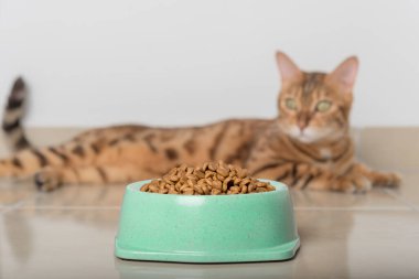 Yerde bir kase kuru kedi maması var. Seçici odak.