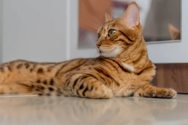 Bengalische Katze Liegt Entspannt Und Selbstbewusst Auf Dem Boden Des — Stockfoto