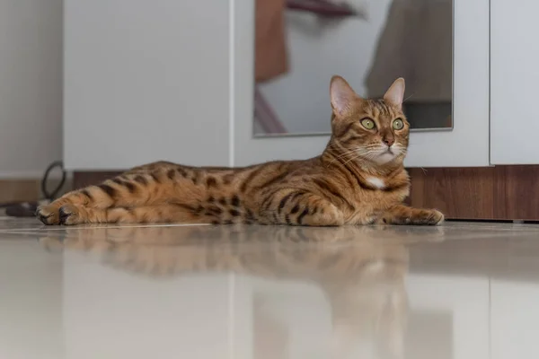 Bengal Γάτα Βρίσκεται Χαλαρή Και Αυτοπεποίθηση Στο Πάτωμα Του Σπιτιού — Φωτογραφία Αρχείου
