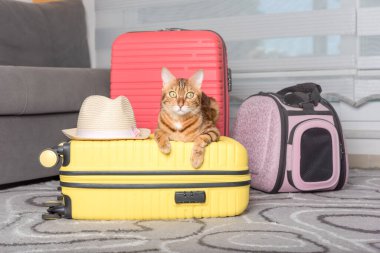 Cute bengal cat, suitcase and pet carrier indoors. Traveling with a pet.