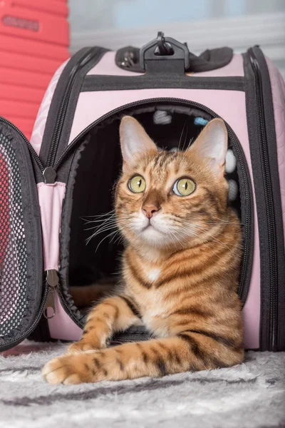Bengal cat in a soft carrying bag. Close-up.