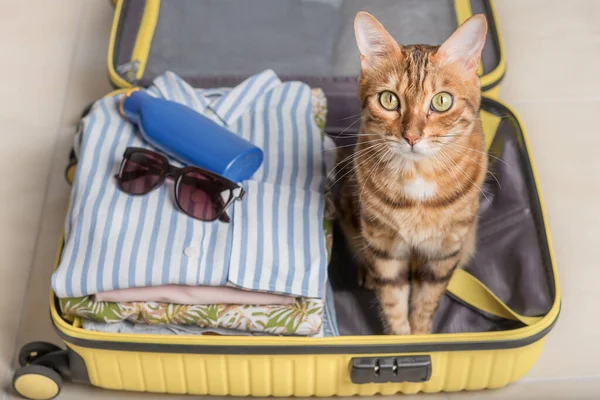 Domestic red cat sits in a suitcase or bag with clothes and waits for a trip.