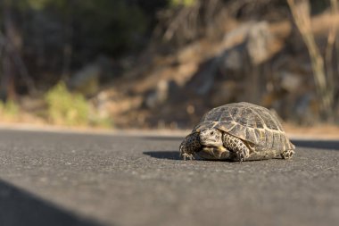 Güneşli bir günde küçük bir kara kaplumbağası karşıdan karşıya geçer..