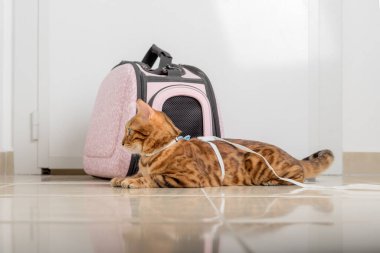 Bengal kedisi tasmalı, yanında bir çanta, yürümeyi bekliyor..