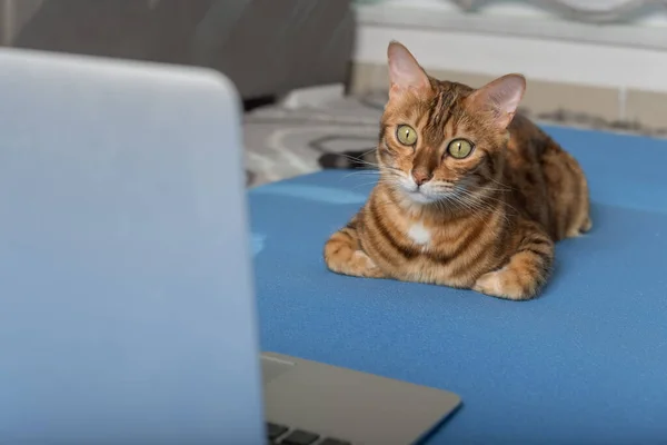 Domestic Cat Doing Yoga Mat Laptop Apartment — Fotografia de Stock