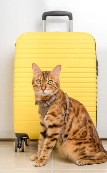 Bengal cat in a harness and a yellow suitcase. Vertical shot.