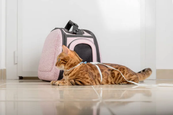 Bengal cat on a leash next to a carrying bag, waiting for a walk.