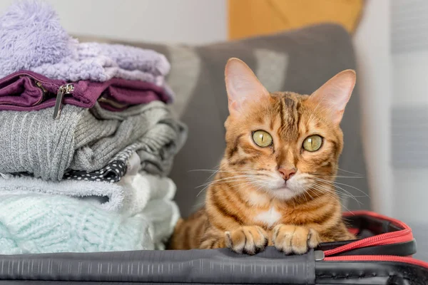 Domestic Cat Sits Suitcase Clothes Close — Stock Fotó
