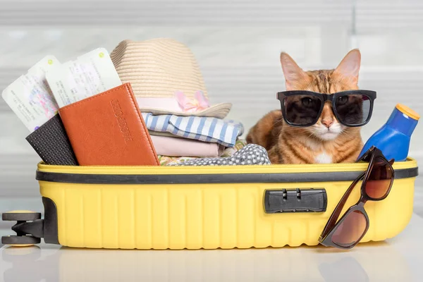 Funny cat in a suitcase with glasses, passports, tickets and clothes. Summer vacation.