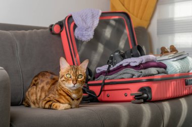 Kanepede bavulun yanında evcil kedi var. Tatil gezisi.