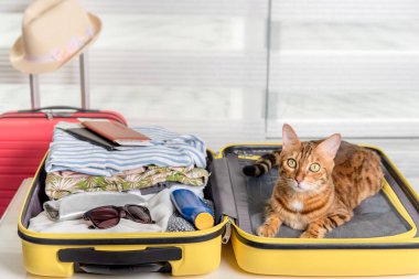 Gözlüklü, pasaportlu, biletli ve elbiseli komik bir kedi. Yaz tatili.