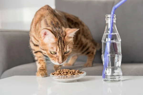 Bengal Cat Eats Dry Food Coffee Table Living Room — стоковое фото