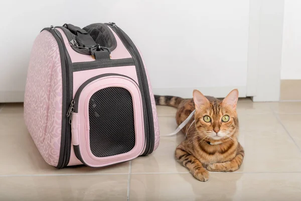 Bengal cat on a leash next to a carrying bag, waiting for a walk.