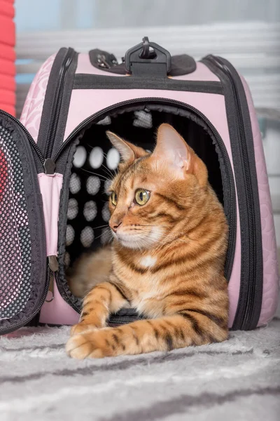 Bengal cat in a soft carrying bag. Close-up.