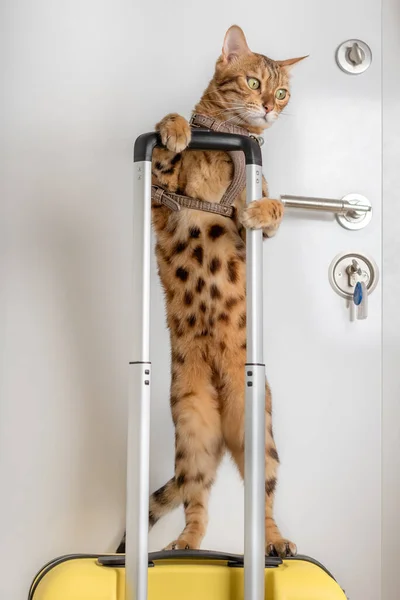 Funny Bengal Cat Harness Holds Handle Suitcase Vertical Shot — Zdjęcie stockowe